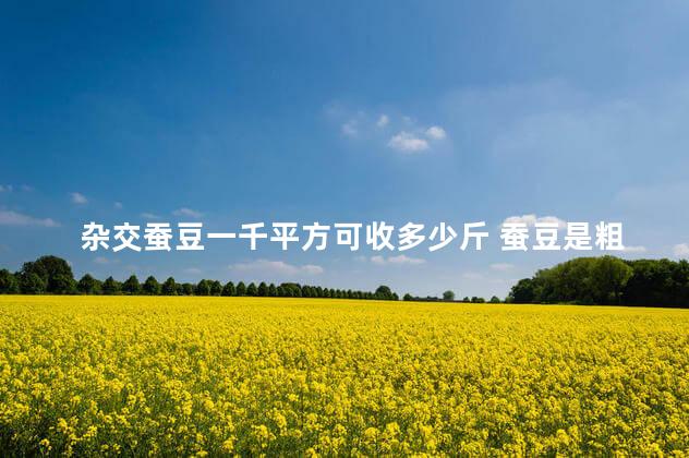 杂交蚕豆一千平方可收多少斤 蚕豆是粗粮吗
